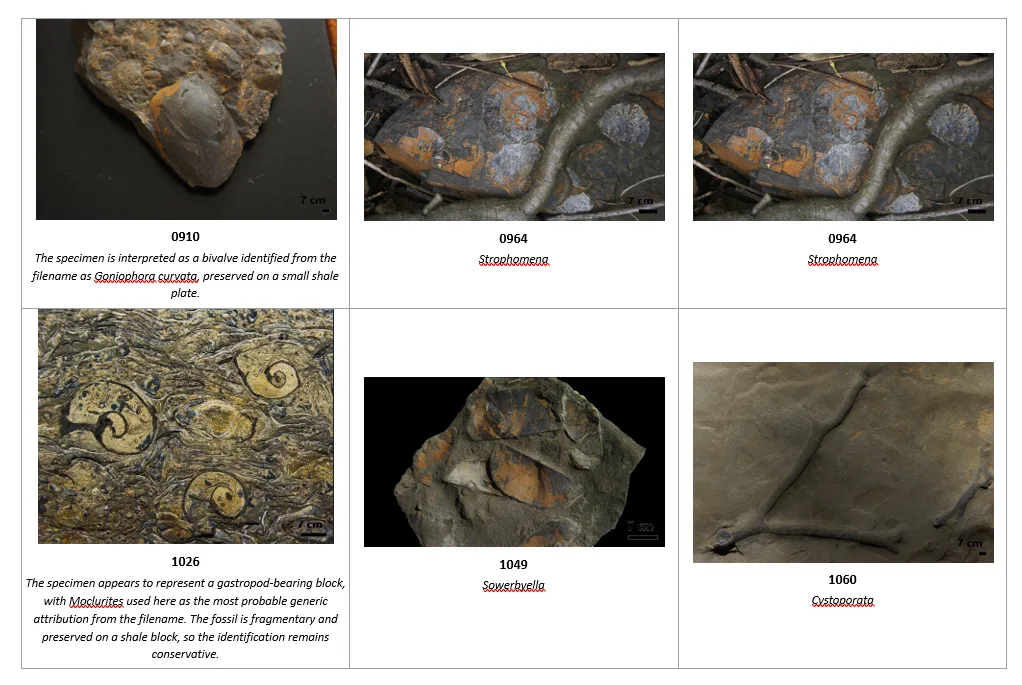 FossilCore specimen images catalogue preview
